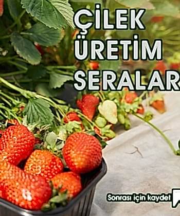 topraksiz-tarimda-yetistirilen-en-onemli-bitkilerden-birisi-cilektir.